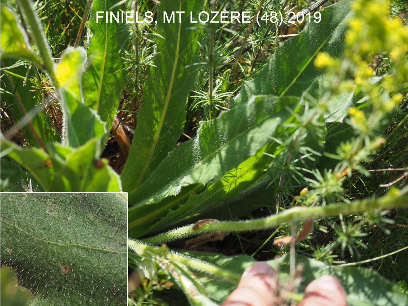 Hawkbit, Rough leaf